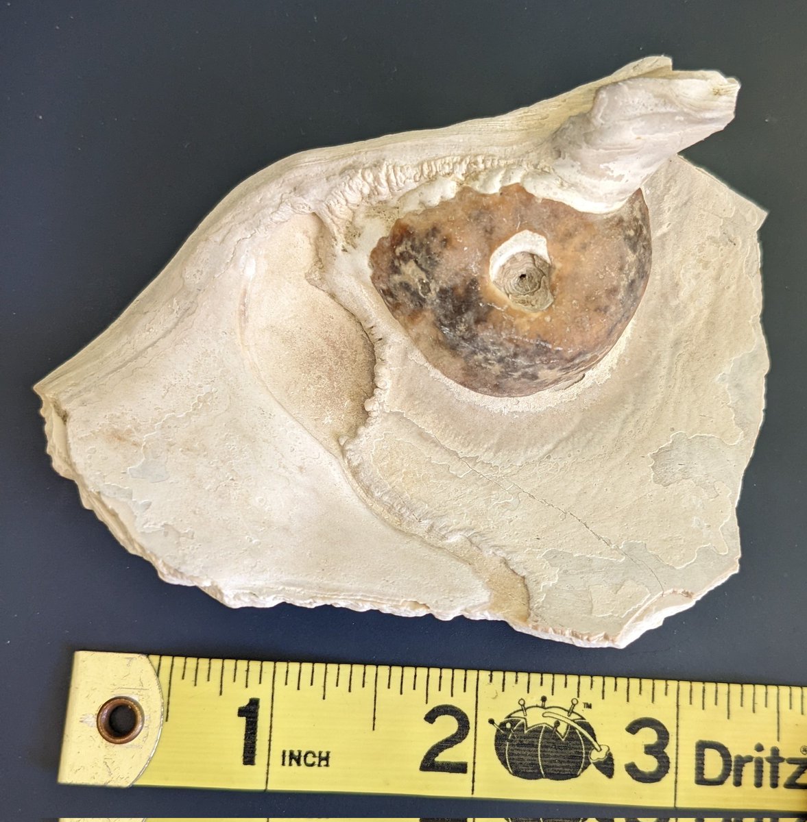 jin_verde's tweet photo. #Clams can make pearls too! Found this #Miocene clamshell fragment a few weeks ago at #CalvertCliffs #Maryland. Took me a few googles to id. #FossilFriday https://t.co/Hn8Swbdnlt