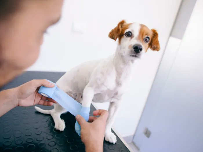 Accidents and small injuries happen when you have a dog. Learn more about cleaning a dog wound at home on those occasions when your pup only requires basic first aid: buff.ly/3xhe4MK #AllPetVoices #DogHealth #PetFirstAid #DogsOfTwitter