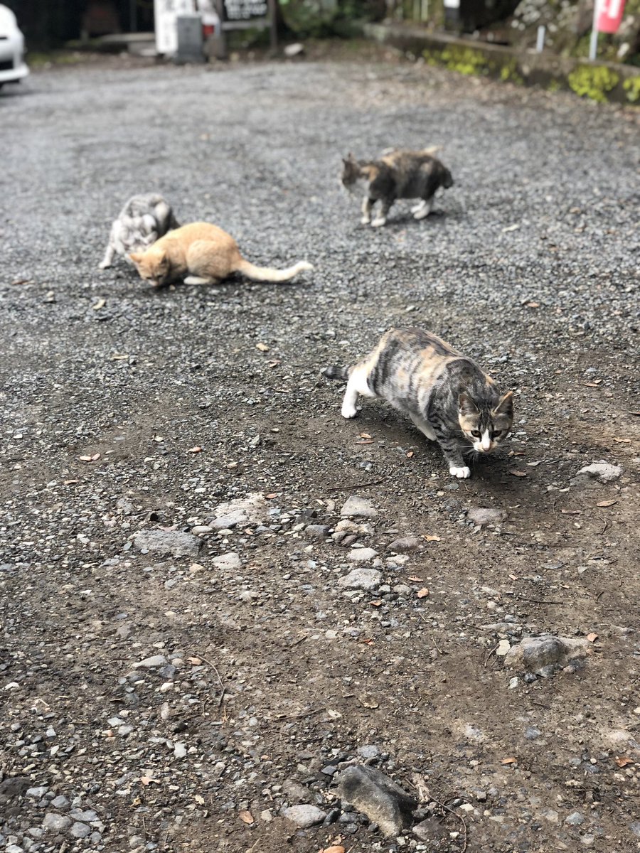 ASP21133112's tweet photo. またこの猫ちゃん達に会いに行こう🐈

#猫　
#野良猫　
#懐いてくれないけど可愛い https://t.co/3znfFgVQV3