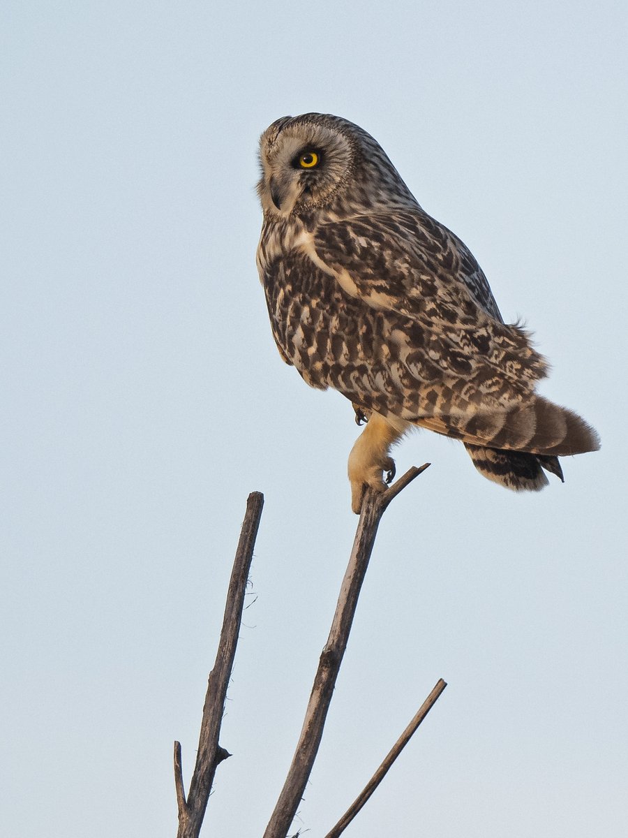 Gisteravond een #Velduil in Zoetermeer. (Klikken voor grote foto) #Zoetermeer #Theus #Asio_flammeus #Nature_Photography <a href="/IVNzuidholland/">IVN Zuid-Holland</a> #waarneming @Natuurmonument <a href="/ZHLandschap/">Zuid-Hollands Landschap</a> <a href="/waarneming/">Waarneming.nl</a> @vroegevogels @natuuronline @naturanotitia #natuurfotografie #Short_eared_Owl #van_Kleffens