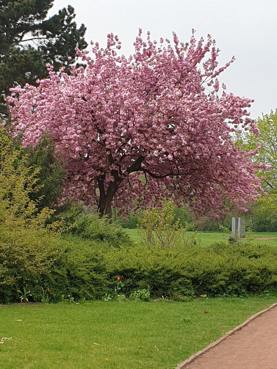 Inzwischen von meiner lieben Kollegin <a href="/elisab_at/">Elisabeth Scherer</a> angesteckt heute #Hanami im Nordpark.