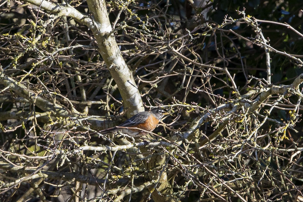 American Robin 26 Feb 2022 Eastbourne, fashionably late to post due to computer nightmares,10 hours driving &amp; nearly 500 miles &amp; unfortunately it had moved distantly in horse field but still a lifer <a href="/RareBirdAlertUK/">RareBirdAlertUK</a>