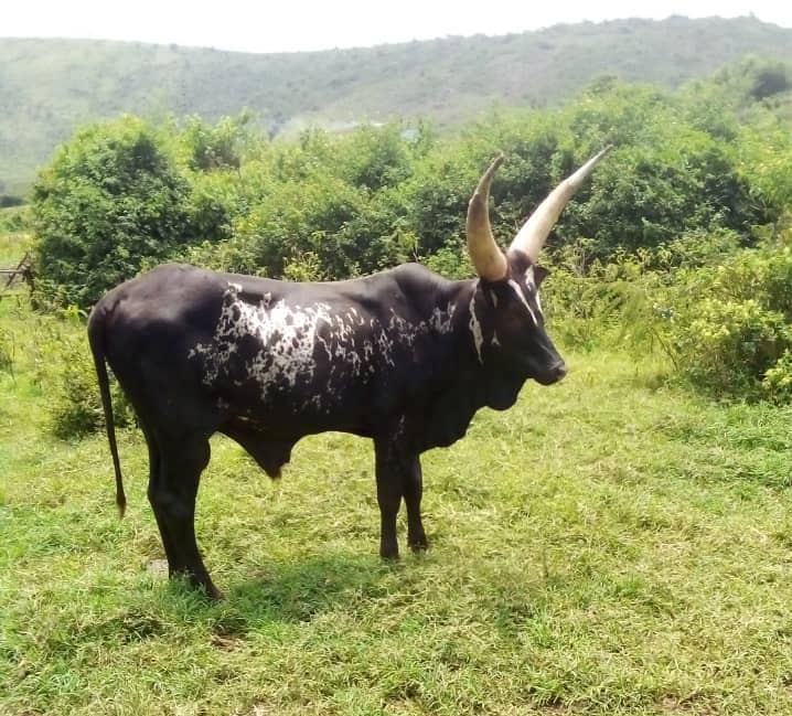 The future seems bright over here <a href="/CattleAnkole/">Ankole Cattle Breeders Society</a>