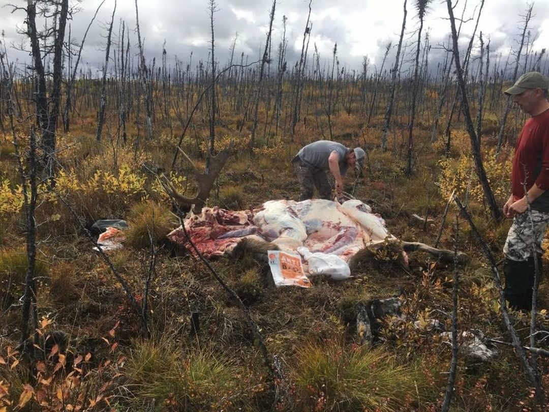 KoolaBuck's tweet photo. Trust the PROCESS 🥩 #WeSaveTheMeats 
#KoolaBuck⁠

#huntinggear #whitetaildeer #deerseason #deerhunting #whitetail #turkeyhunting #bigbuck #huntingislife #bigbucks #deerhunter #elkhunting #deerhunt #turkeyhunt #hunting #huntingseason #hunting_the_wild #huntinglife #hunting📷 https://t.co/SfEJlDfCKD