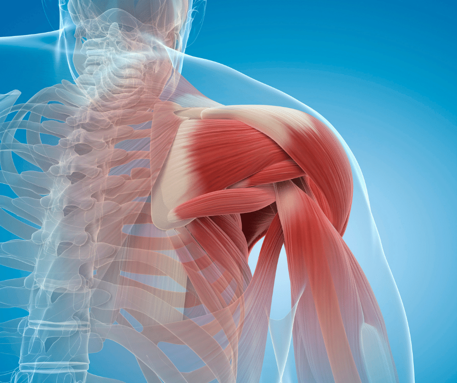 Poor shoulder posture and shoulder mechanics can potentially cause rotator cuff tendons to become trapped under the bony area of the shoulder. loyolamedicine.org/provider/nicko… 
#arthroscopy #arthroscopicsurgery #surgeon #doctor #meniscus #shouldersurgery #sportsmed #arthroscopysurgery