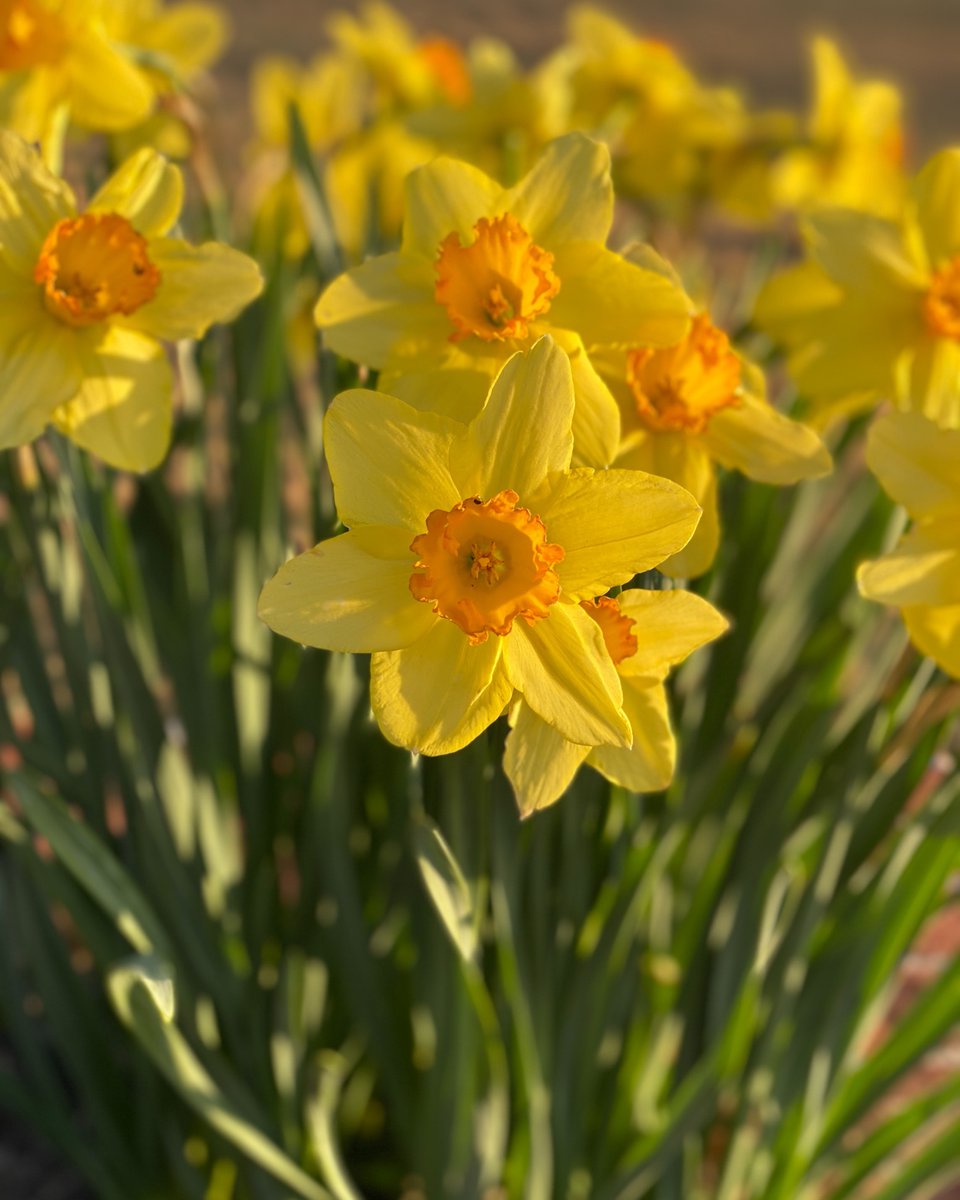 APS_Projects's tweet image. Wishing You a Very Happy Easter from Everyone at APS Projects! 🥚🌼🐰
Whatever you're doing with the long Easter weekend, we hope that you all have a lovely day celebrating with those around you. And that you're safe in doing so! ✨