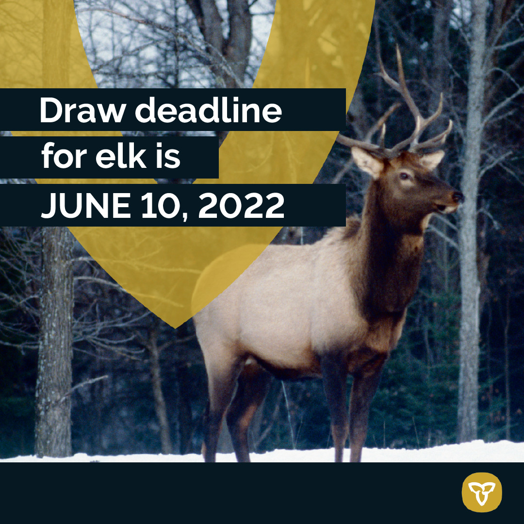 FishWildlifeON's tweet photo. The draw for Ontario elk tags is now open!
Detailed instructions for applying from your online account are available at: https://t.co/WGKvGUv9WA
Good luck!
#FishWildlifeON #HuntON #ElkHunt #HuntSafeON https://t.co/znca6Z7yJL