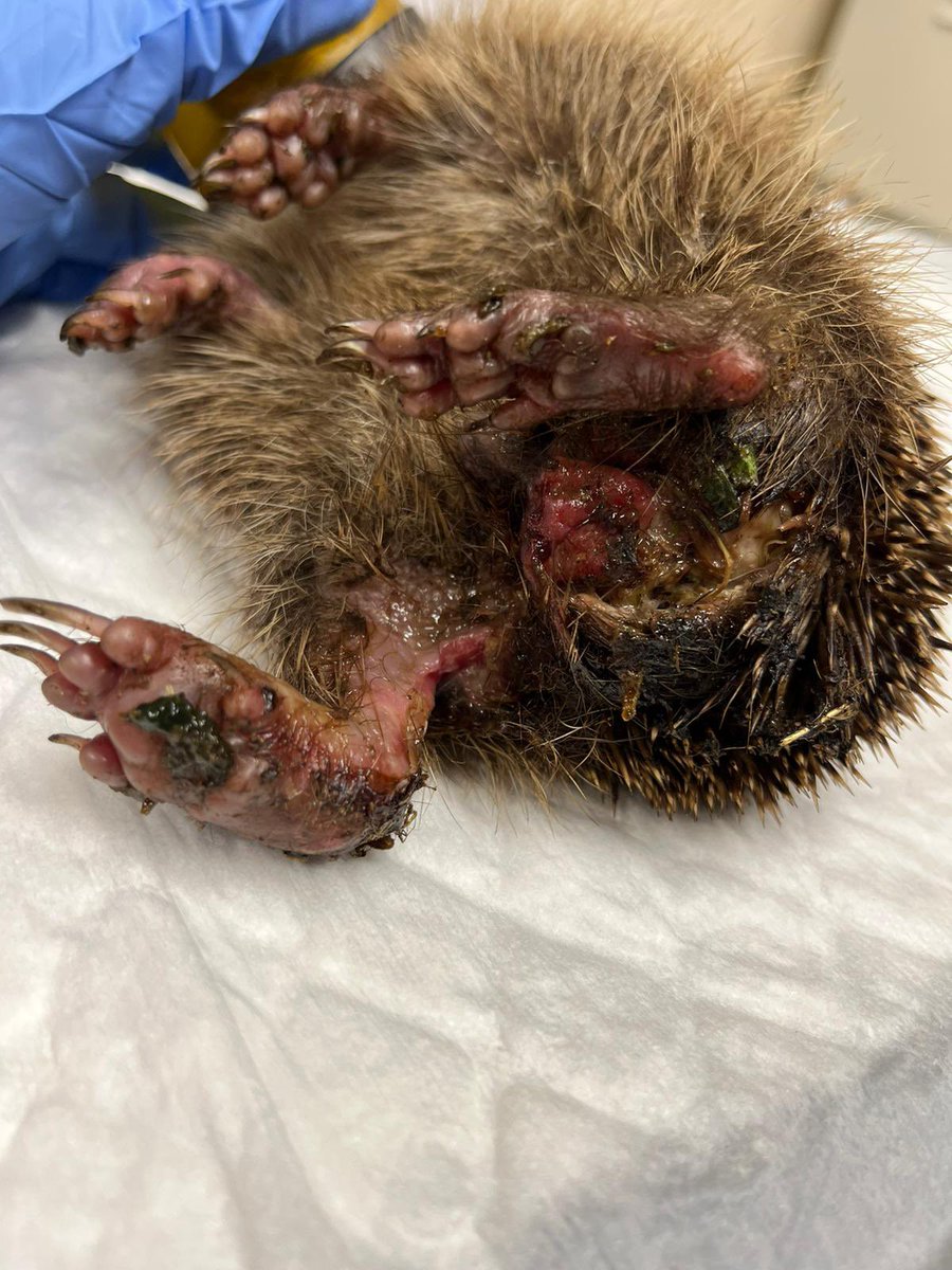 loughgallhogs's tweet photo. This may upset folk but I’m not apologizing.this girl suffered terribly. #checkbeforeyoustrim. https://t.co/N3tlmQWdpb