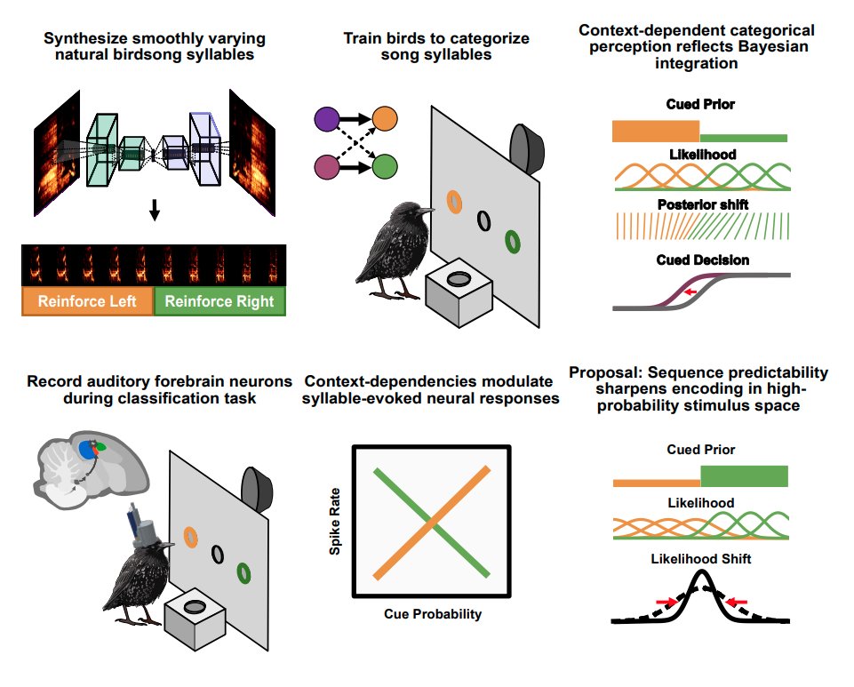 My final PhD paper  "Context-dependent sensory modulation underlies Bayesian vocal sequence perception"! Tweet thread soon.  biorxiv.org/content/10.110…