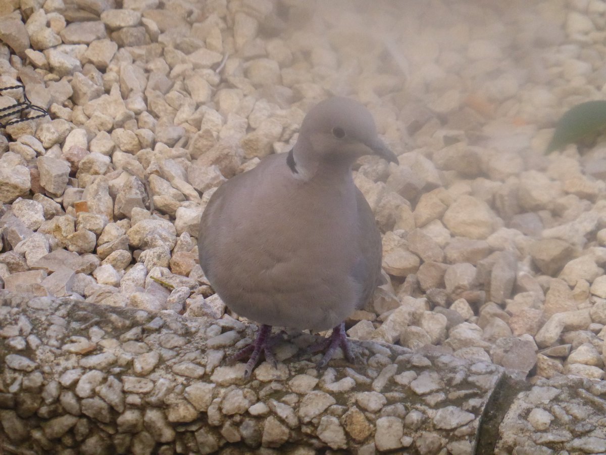 Hakkiles34's tweet photo. #7 #elmeuany
Tórtora turca, a #Graus
🇫🇷Tourterelle turque
{Streptopelia decaocto} https://t.co/hfgQg7x8Oq