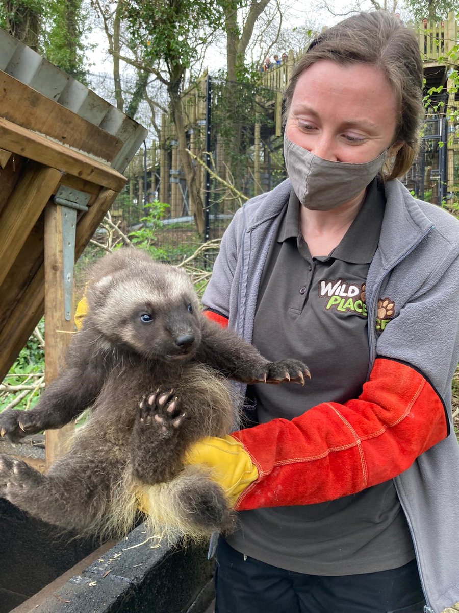 briszooproject's tweet photo. Can you spot our new adorable wolverine kit on your next visit? 

Visit us between 9 and 24 April to take part in our Easter family trail where your kids can run wild and spot amazing animals! Annual pass prize also up for grabs!

Book tickets: https://t.co/waIprOihuu https://t.co/9uciL6vDMs