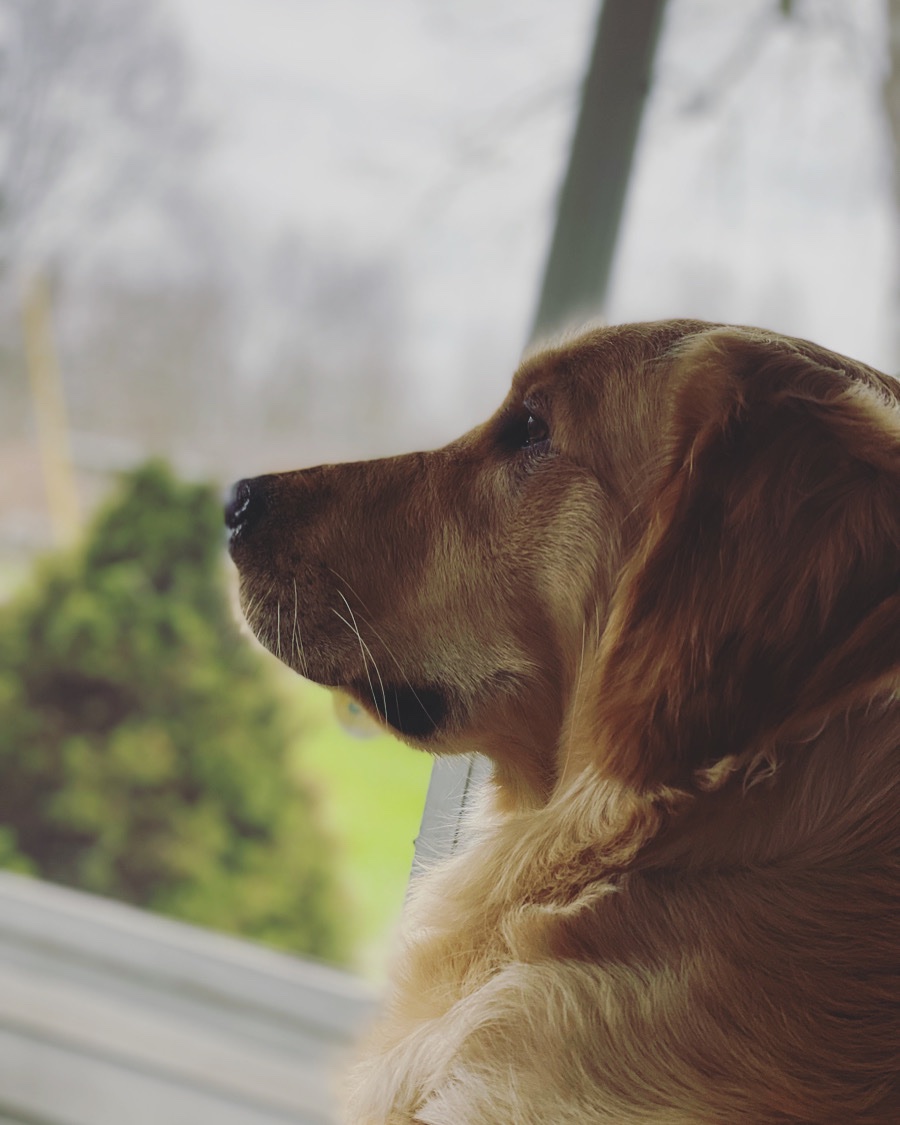 BestGoldenEver's tweet photo. Mom always says she loves my profile so so much, so I sits pretty for her pictures today. 🥰😍🥰 https://t.co/fvR3N99SMr