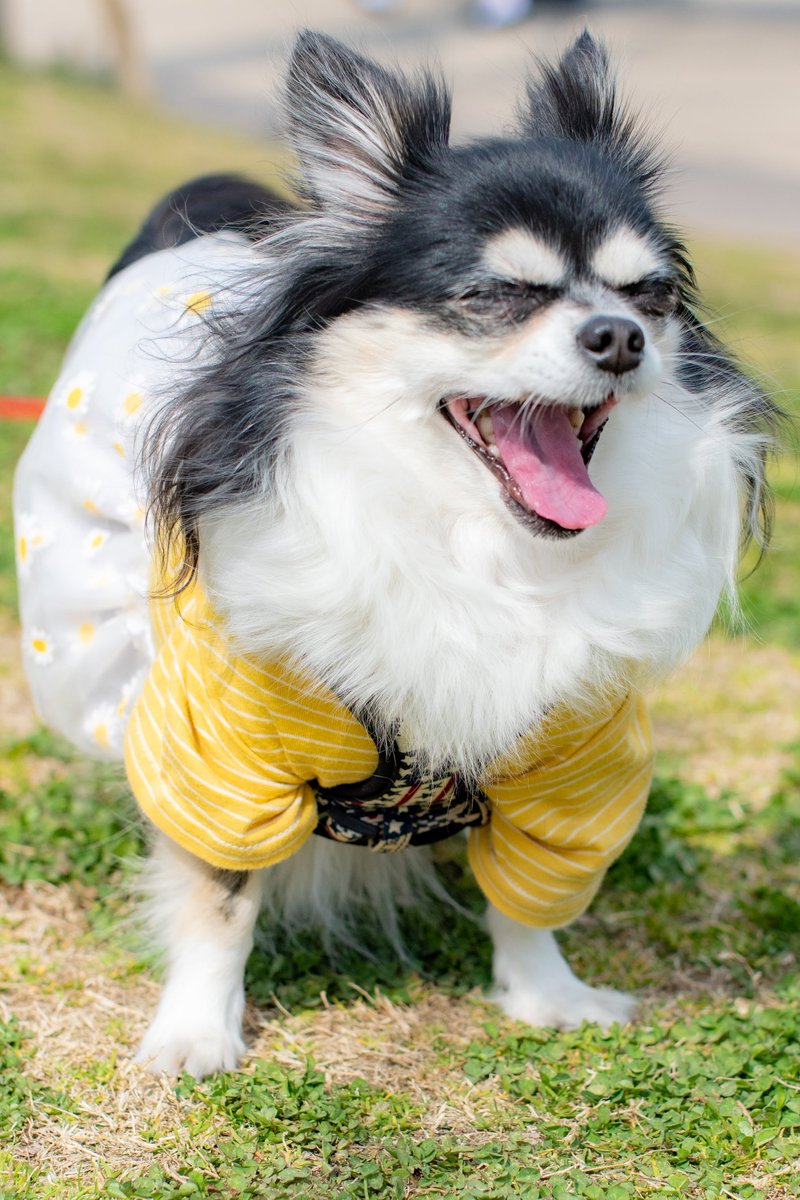framfram0922's tweet photo. なんとなんと！この間！！
プロのカメラマンさんに撮影してもらっちゃいました〜✨✨

一丁前にモデル気分なフランとかりん🤭❤

モニター価格で撮影をしてもらえるイベントをされてるので、皆様も機会があれば是非ご参加されてみてください😆✨

https://t.co/k9qySOAd7Z https://t.co/RX9eQcHLqB
