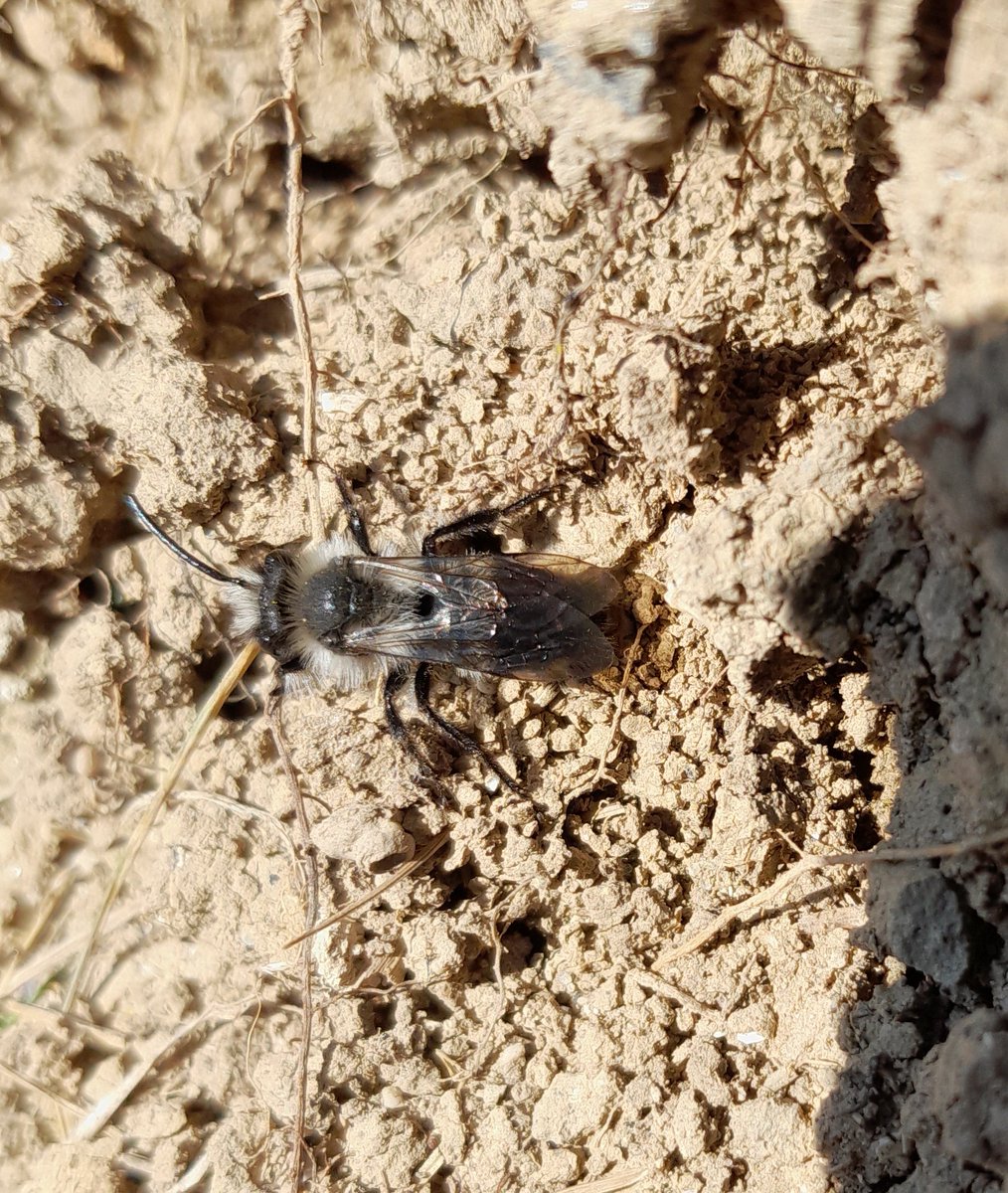 Ashy Ming bees (I think) emerging at Nash Point. Brimstone and a first Speckled Wood butterflies in the woods. <a href="/BCSouthWales/">South Wales BC</a> <a href="/BumblebeeTrust/">Bumblebee Conservation Trust</a>