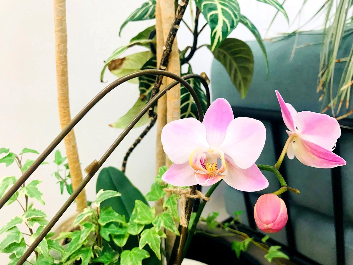 ukplusielts's tweet photo. 名古屋センターオープン時にいただいた胡蝶蘭が１年かけて再び花を咲かせました🌸
多くの方にご受験いただき、スタッフ一同大変嬉しく思います。今後ともどうぞよろしくお願いいたします。 https://t.co/9h5jDdAl3b