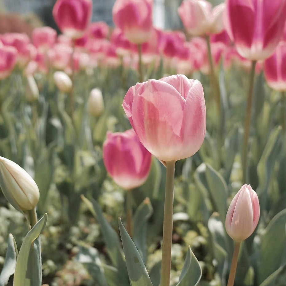 swhnetwork's tweet image. 郁金香的美