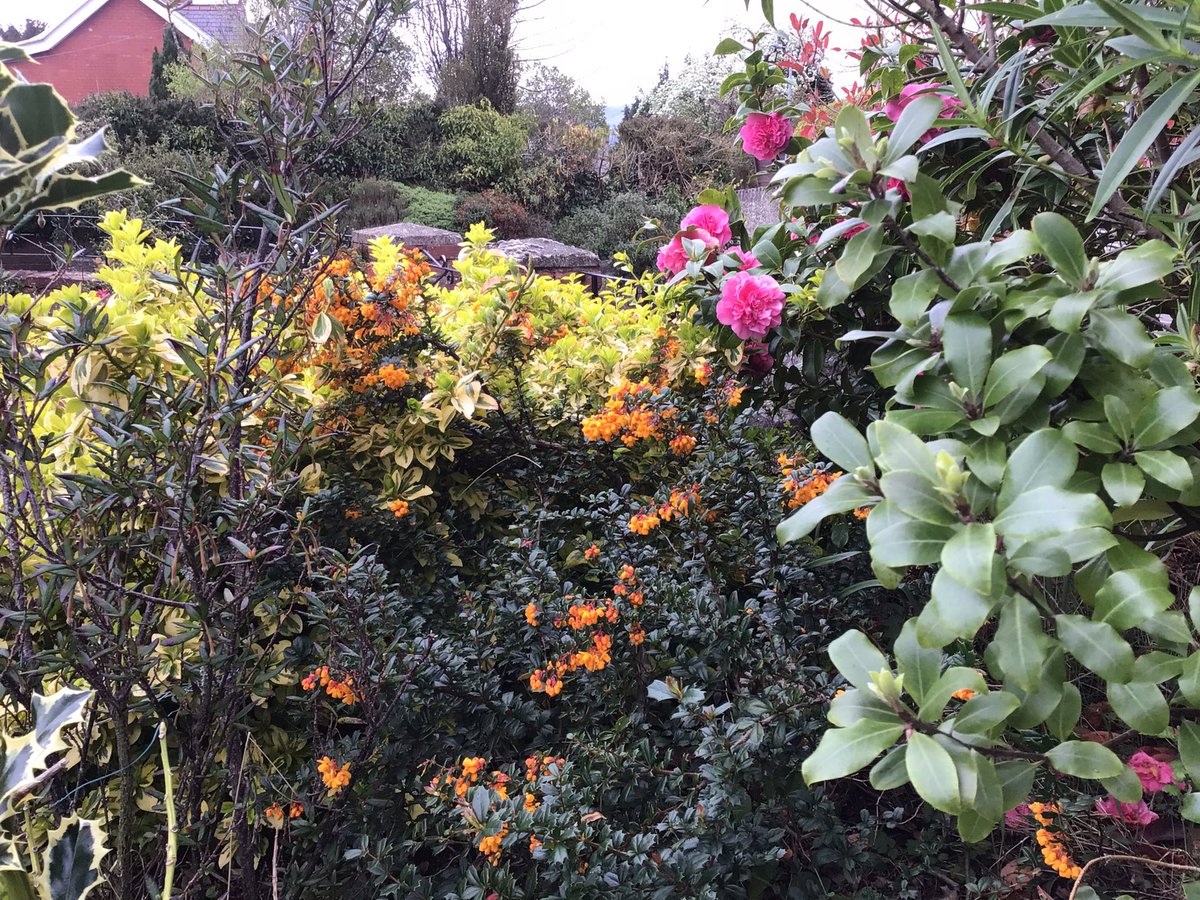jobutlerthomas's tweet photo. #GoodFriday.       Miscellany 
#weekendgarden       Good day . Bore da .. https://t.co/u3dSdKcnmq