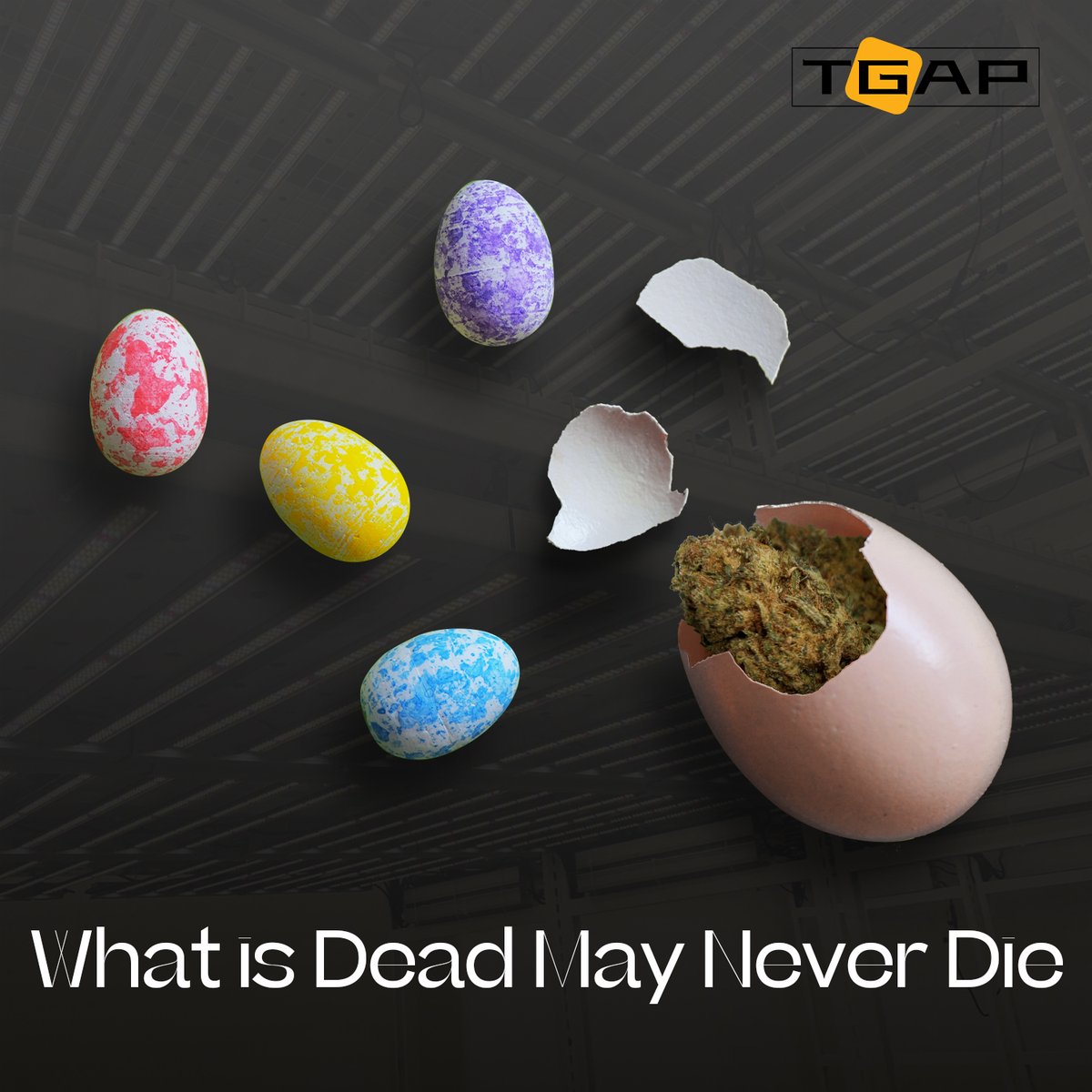 GalenYang4's tweet photo. THE 420 COMMUNITY WANTS THE EGG TO BE LIKE
The market is full of restrictions and challenges these years. TGAP LIGHTING GROUP are dedicated to bringing the GROWMIES HOPE, and LIGHTING for more YIELDS. 🤟🏾
#Easter #Eastereggs #happyeaster #tgaplighting #tgap #LightSpectra #420 https://t.co/Y6PScAMUWF