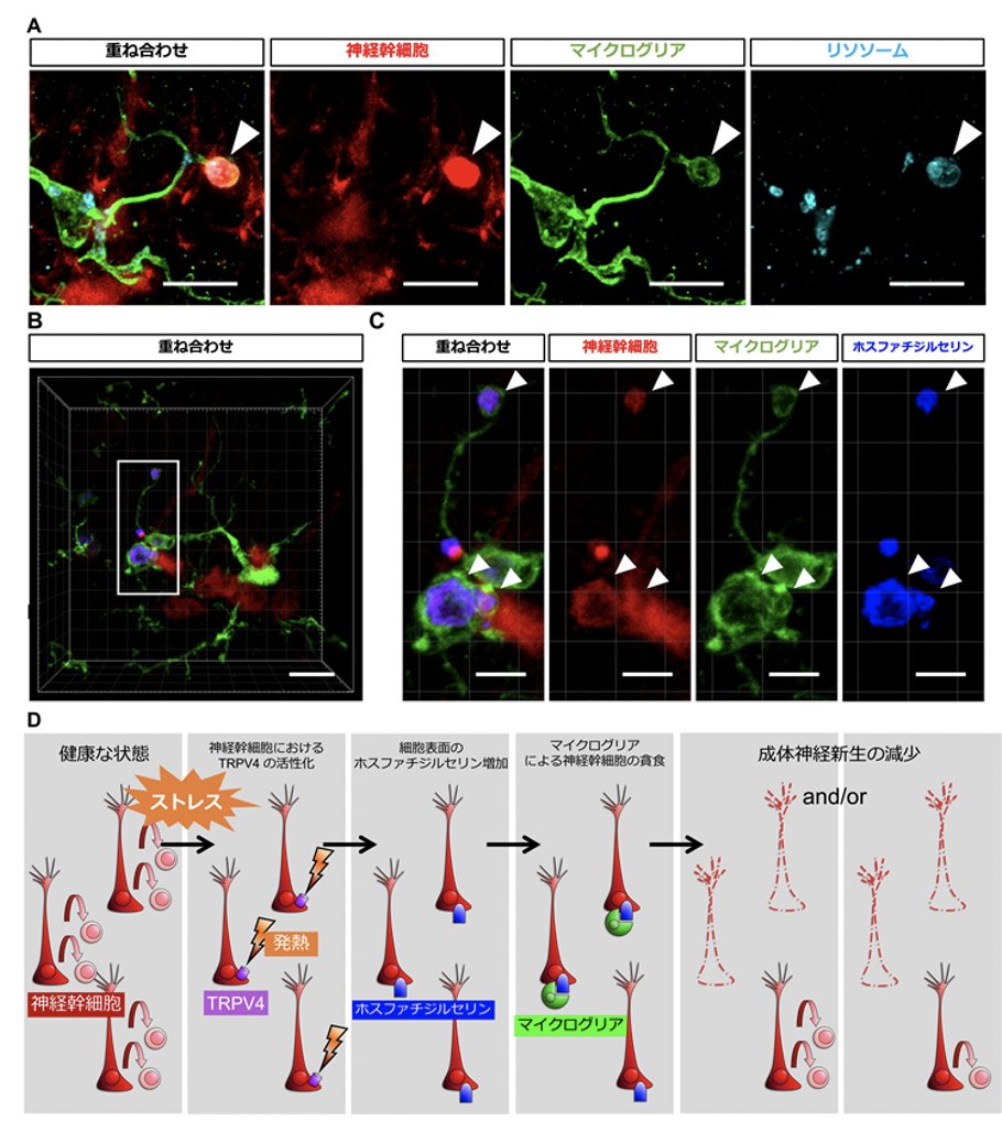 jnsorg's tweet image. #神経科学トピックス
温度を感じる分子がストレス応答に関わるしくみ
jnss.org/news-topics?id…
doi.org/10.1126/sciadv…
Sci Adv. 2021 Nov 26;7(48):eabj8080.
東大院薬・薬品作用学教室
星 雄高 
#NeuralStemCell #Microglia #TRPV4