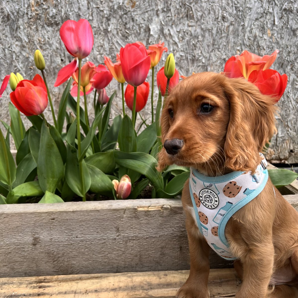 Good morning!🐶
Happy Easter from Obi and me!🌷
Have a lovely holidays!☀️
#gardening #HappyEaster #tulips #dogsoftwitter