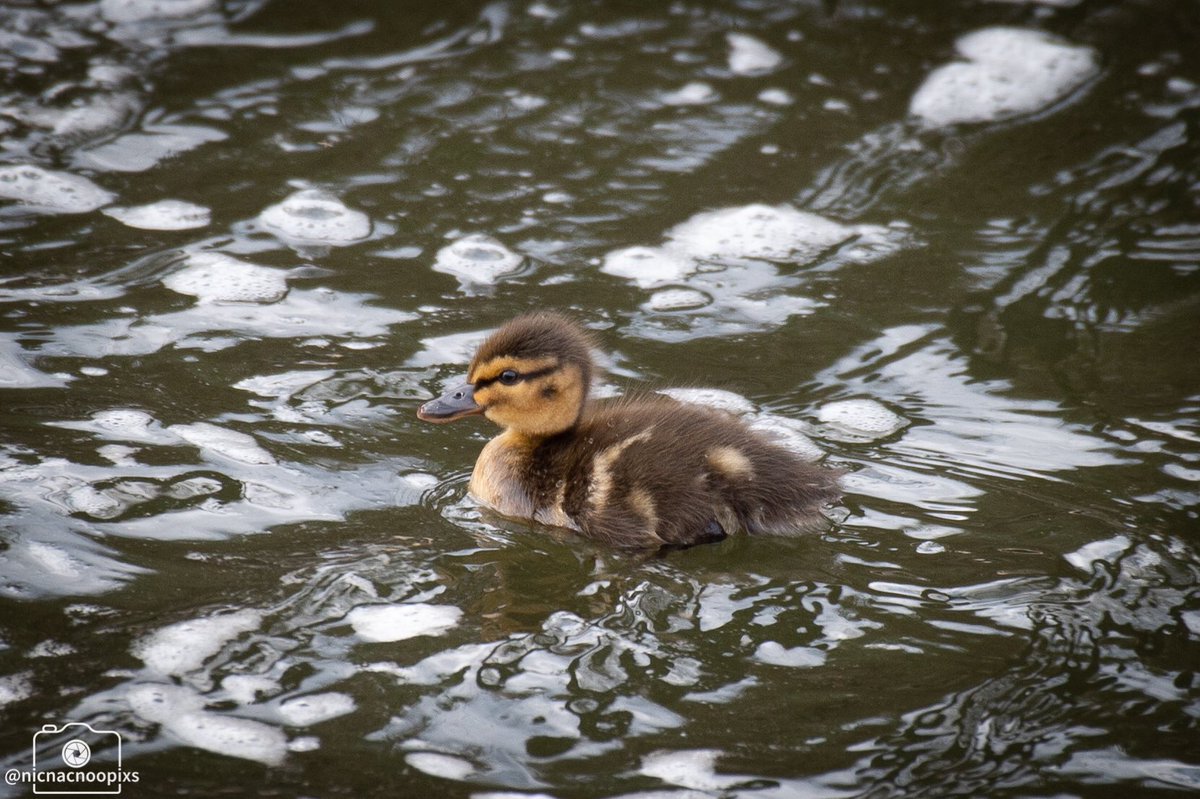 nicnacnoopixs's tweet photo. First spring baby spotted on the river yesterday, what a little cutie he was too #chick #naturephotography #wildlifephotography #birdsofwales #nikonphotography https://t.co/nTq1WOdBuJ