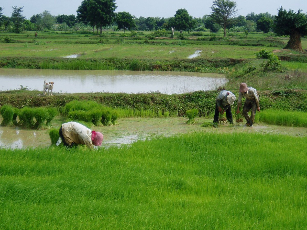 IIED's tweet image. BLOG: Cambodia’s new investment law could open the way for more inclusive, sustainable investment, according to @try_thy, @AnnaMBulman &amp;amp; @IIED&apos;s @BergerThierry --&amp;gt; ccsi.columbia.edu/news/investmen…