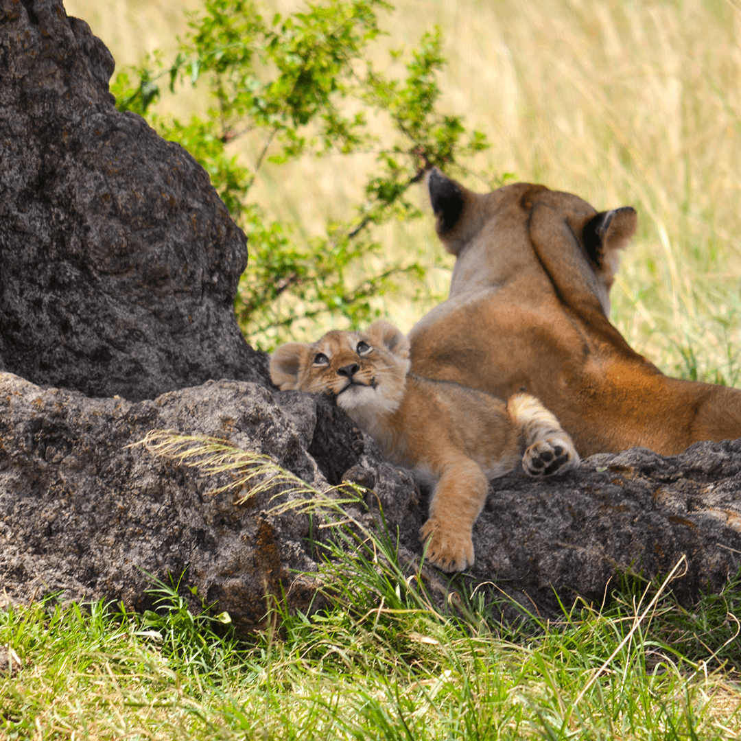 Kenya believe this place? 🦁
From the seemingly endless rolling grasslands to the savannahs rich with exotic game; Kenya is a treasure trove waiting to be explored by you.

#BunnikTours #Max20 #SmallGroupTouring #Africa