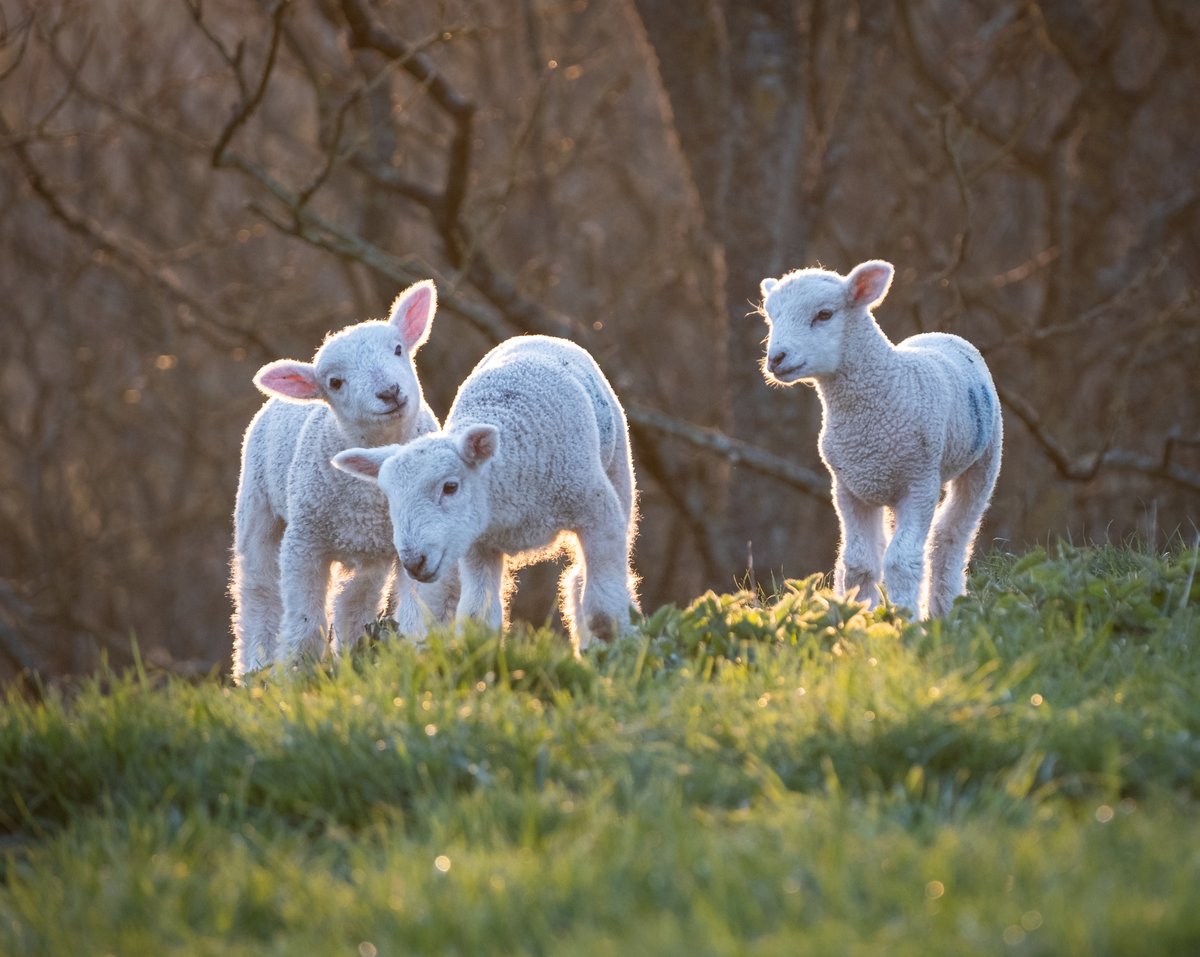 Happy Good Friday! We hope everyone has a great #Easter weekend. 🐰

"These gorgeous little lambs were playing together in the late sun on the Isle of Purbeck, Dorset (overlooking Kimmeridge Bay). The cheeky face on the left says it all."

📸 <a href="/donnawhitenz/">Donna White</a>
#FujifilmXT3