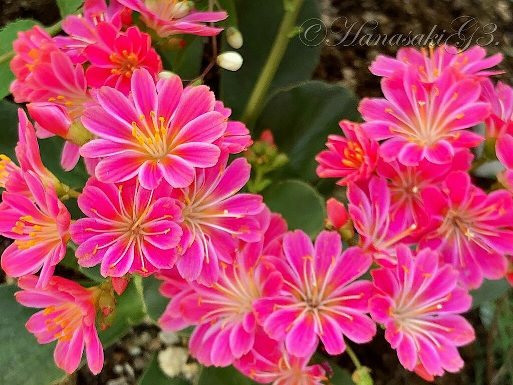 Lewisiacotyledon Twitter Search Twitter