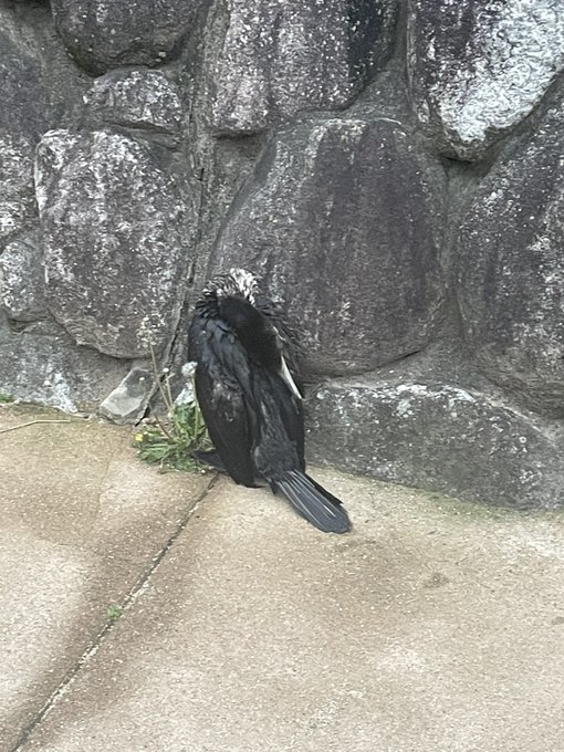 カワウってこんなふうに眠るんだ 