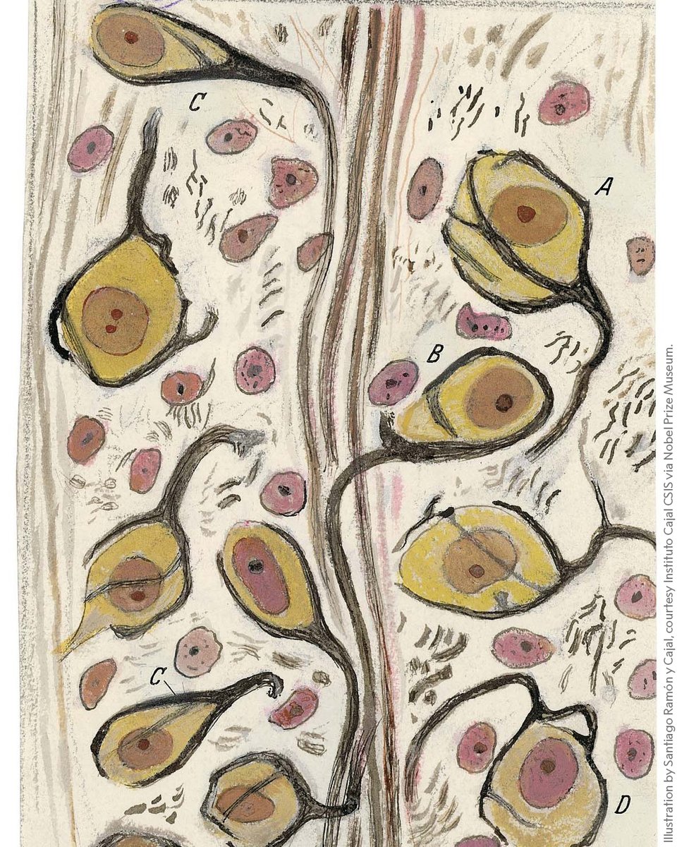 Santiago Ramón y Cajal shared the 1906 medicine prize for his work on the structure of the nervous system. His co-laureate Camillo Golgi developed a staining technique that made it possible to colour nerve cells using silver nitrate.