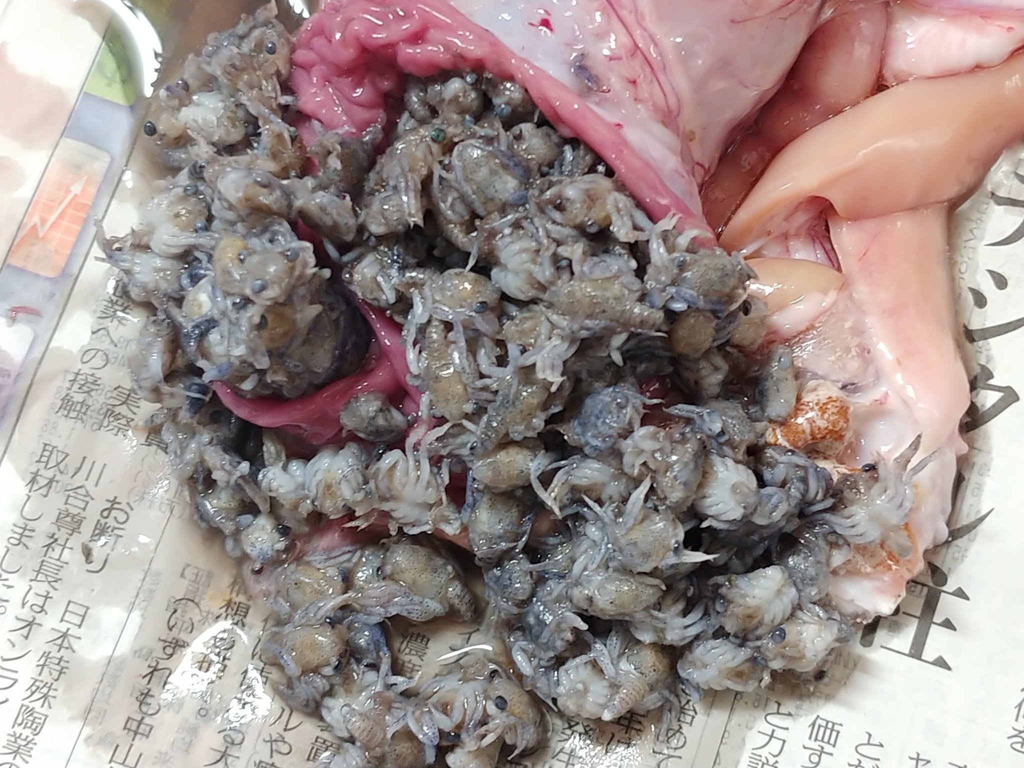 Jun En Twitter ヒラスズキの胃の中が メガロバ カニの幼生 だらけでビビッた グロい写真ですいません T Co 5nivpidjf1 Twitter