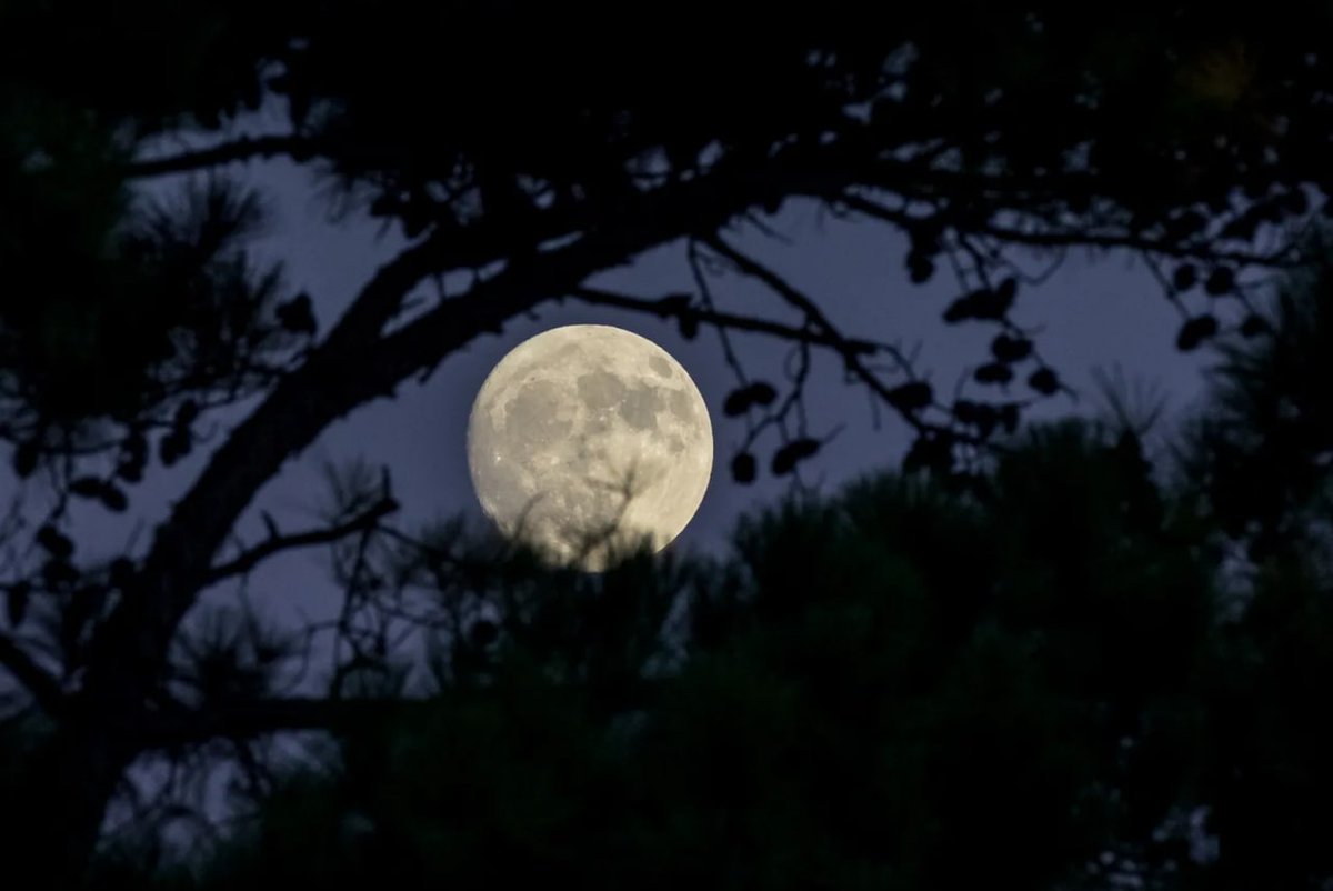 BuildMOON's tweet photo. Full moon weekend is upon us!π
Take an original picture of a full moonπΈ
Tweet it with: #FullMoonWeekend #competition #moon
Tag: @MoonMetaverse_
Post your tweet link in #photo on discord
πhttps://t.co/s3xV6wazyh
Three winners will receive prizes!π
β³Ends: Tuesday 04/19 https://t.co/gRveymePAi