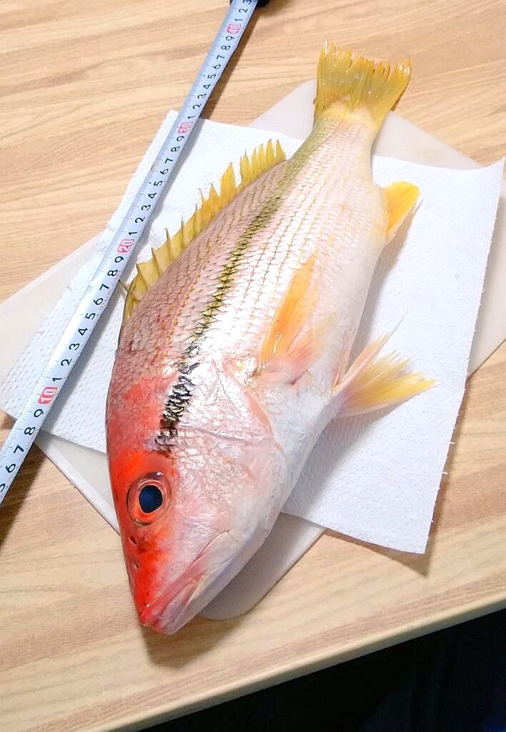 横筋笛鯛（よこすじふえだい）。お洒落な色彩の魚体に、名前の由来である黄黒い筋が敷かれている。関東で見かけることは少なく、飲食店に置かれていることも珍しい。特有の香りがあるが、血合いが綺麗な白身