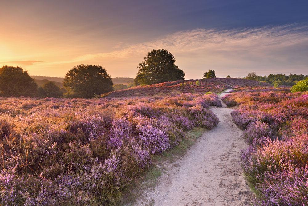 vakantieparken's tweet photo. Weekendje weg in Nederland? 10x Leuke bestemmingen &amp; tips 🧡🇳🇱 Lees artikel ➡️ https://t.co/pftelTSVSA #nederland #weekendje #weekend #weekendjeweg #stedentrip #vakantie #minibreak #holland #netherlands #tips #parkvakanties https://t.co/IcQctJGfx7