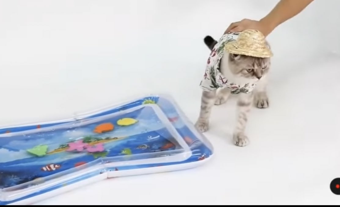 02_cchi's tweet photo. アザさんがお仕事めちゃ頑張ってる😌
見習��なくちゃな🐈✨
#GulfKanawut
#HazardCat https://t.co/W0U8kbIwtO
