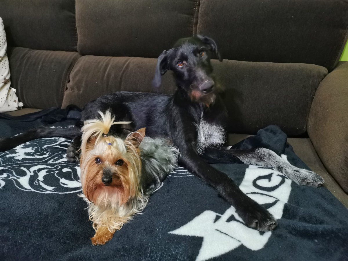 xestina's tweet photo. La adicción a los perretes va en aumento...me dispongo a ir añadiendo todos los amiguetes q mi🐶 me va regalando🥰

⭐⭐Tais y Oddi⭐⭐
PD: quiero presumir tb de uñas divinas q m ha dejado mi sobrina prestada!😍😍 https://t.co/QHgPtBORIG