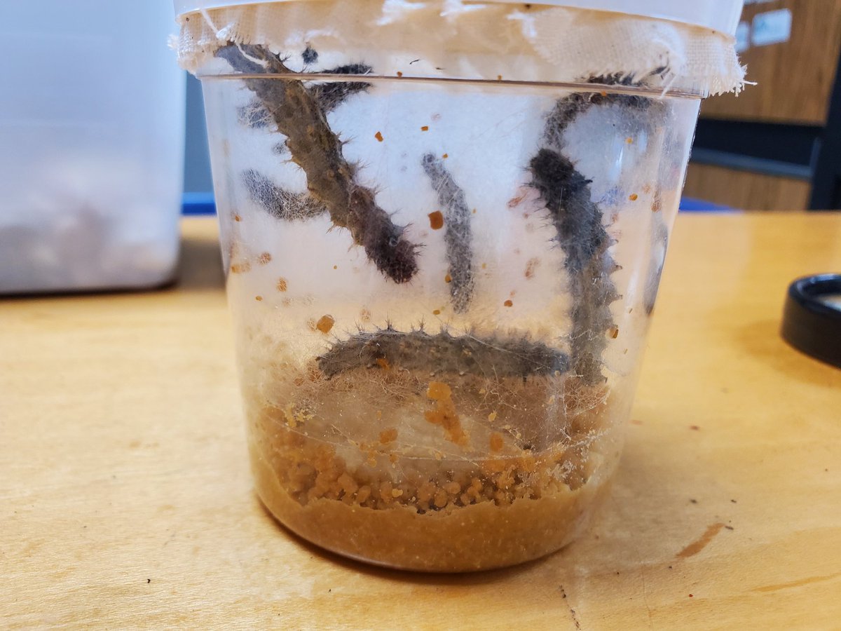 Charlotte Herman tweet media