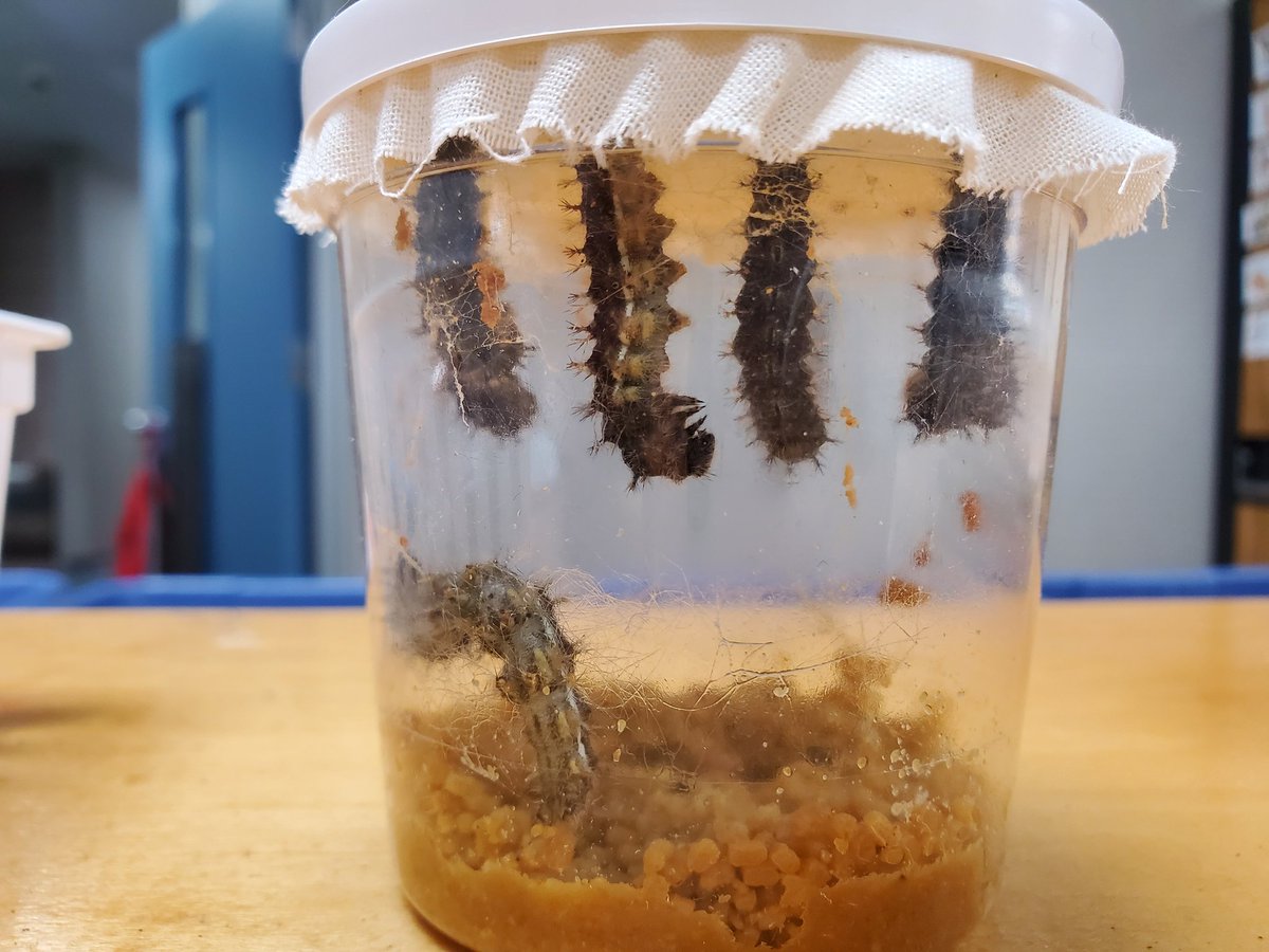 Charlotte Herman tweet media