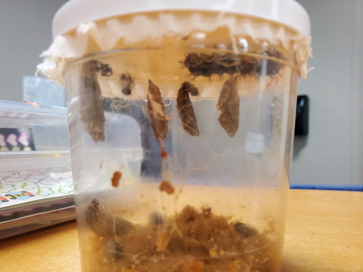 Charlotte Herman tweet media