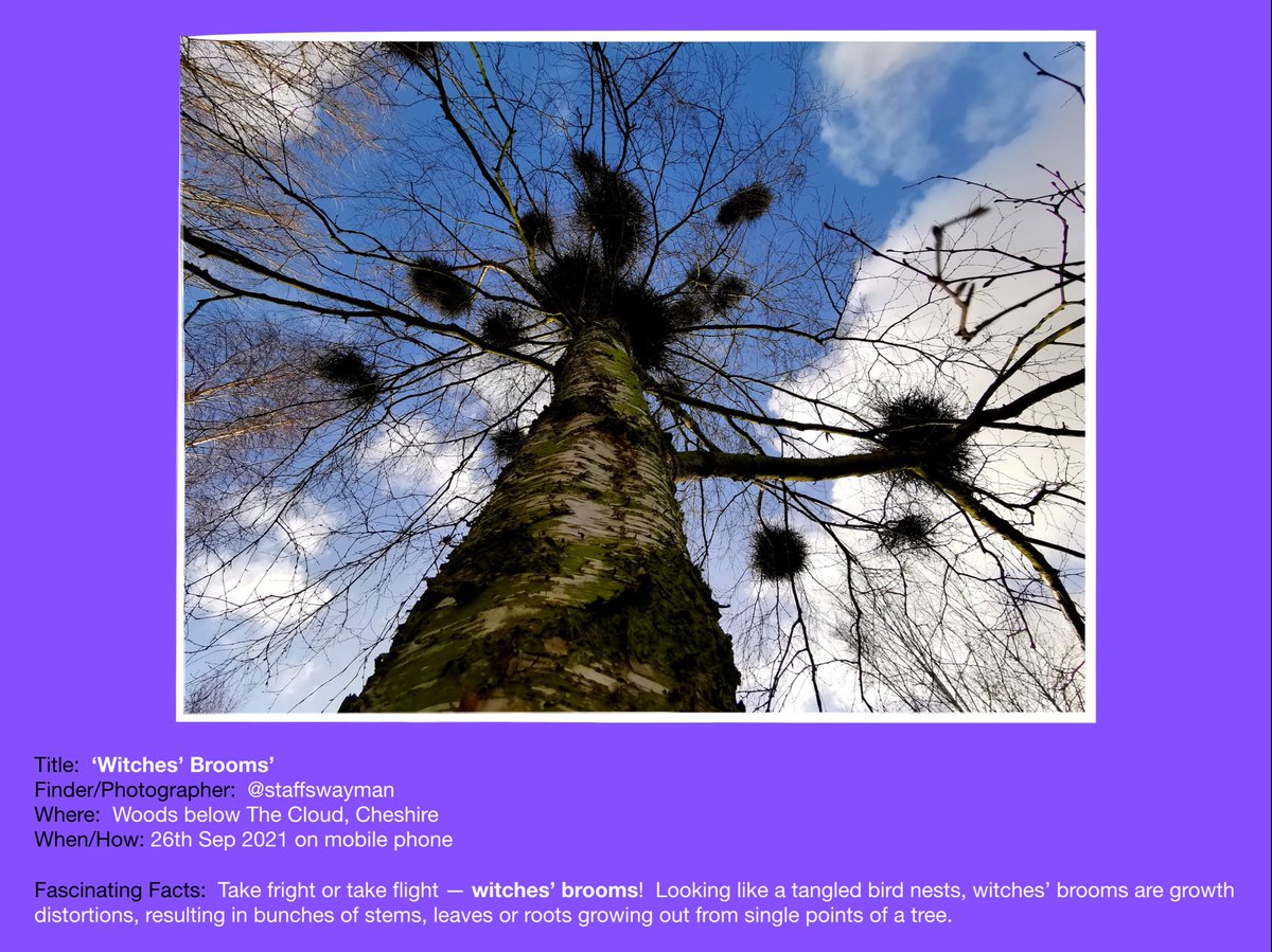 HNEscapes's tweet photo. One for all you #HarryPotter fans out there.
Another #ForestFinds contribution from @staffswayman to our new #FascinatingFinds e-book (see our pinned Tweet).
#nature #wellbeing #forests https://t.co/vxDP1LgJqv
