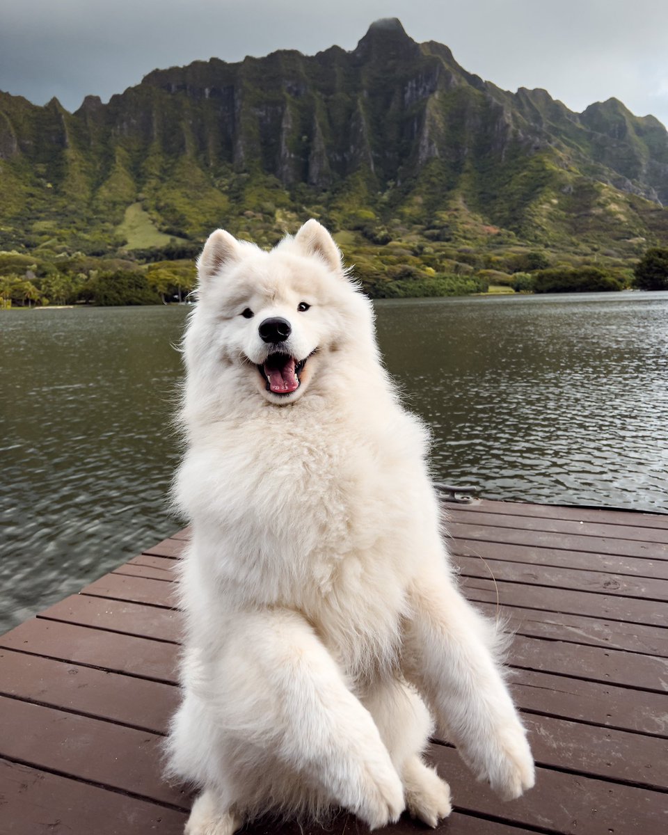 BoomerLandcloud's tweet photo. Alohaaaaa 🥰 #samoyed #hawaii https://t.co/QT9CQ7i12Z