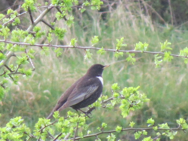 scaupface's tweet image. Rowley Hills- 3 Ring Ouzel Portway early morning, soon gone due disturbance from dog walkers. 4 Whitethroat in song.