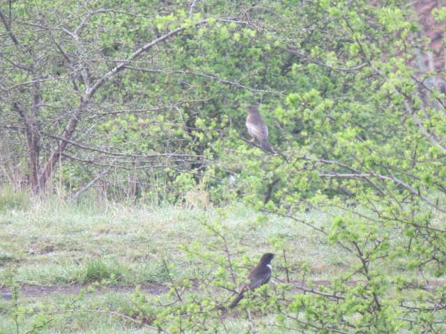 scaupface's tweet image. Rowley Hills- 3 Ring Ouzel Portway early morning, soon gone due disturbance from dog walkers. 4 Whitethroat in song.