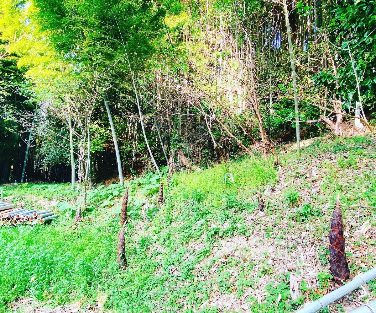 mituhanomori's tweet photo. みつはに春のおとずれ

#春 #春のおとずれ #たけのこ #薔薇 #成長に感動 #自然は宝 #みつはの杜 #みつは #杜 #nanointention #水 #里山再生 #生物多様性 #人と生物の共存 https://t.co/Ho45PXKURM