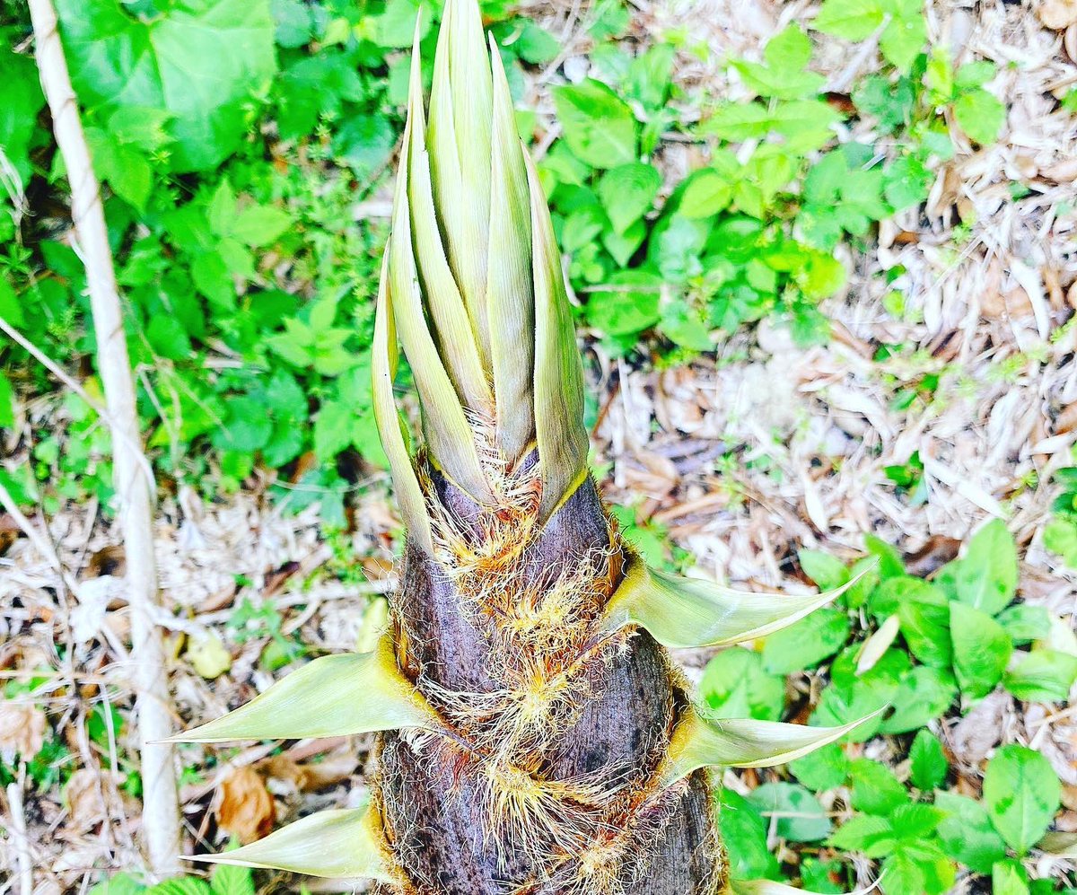 mituhanomori's tweet photo. みつはに春のおとずれ

#春 #春のおとずれ #たけのこ #薔薇 #成長に感動 #自然は宝 #みつはの杜 #みつは #杜 #nanointention #水 #里山再生 #生物多様性 #人と生物の共存 https://t.co/Ho45PXKURM