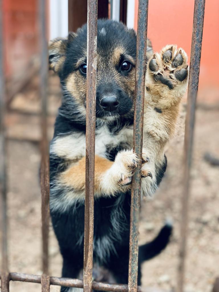DzabKepa's tweet photo. MAZAIS DŽERIS PĒC SAVA CILVĒKA LŪKOJAS❤️
Džerītis ir vien 3 mēnešus mazs suņu puika, kurš izaugot būs vidēji liela augumiņa. Nu tik ļoti mīļš un draisks, kāds vien suņu bērniņš var būt.💚Brauciet ciemos, ja esiet atbildīgs cilvēks!
📞29678601
📷Aleksandra Čabikina https://t.co/kvWlP8rT14