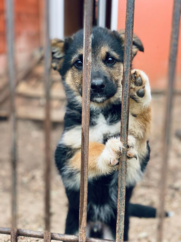 DzabKepa's tweet photo. MAZAIS DŽERIS PĒC SAVA CILVĒKA LŪKOJAS❤️
Džerītis ir vien 3 mēnešus mazs suņu puika, kurš izaugot būs vidēji liela augumiņa. Nu tik ļoti mīļš un draisks, kāds vien suņu bērniņš var būt.💚Brauciet ciemos, ja esiet atbildīgs cilvēks!
📞29678601
📷Aleksandra Čabikina https://t.co/kvWlP8rT14