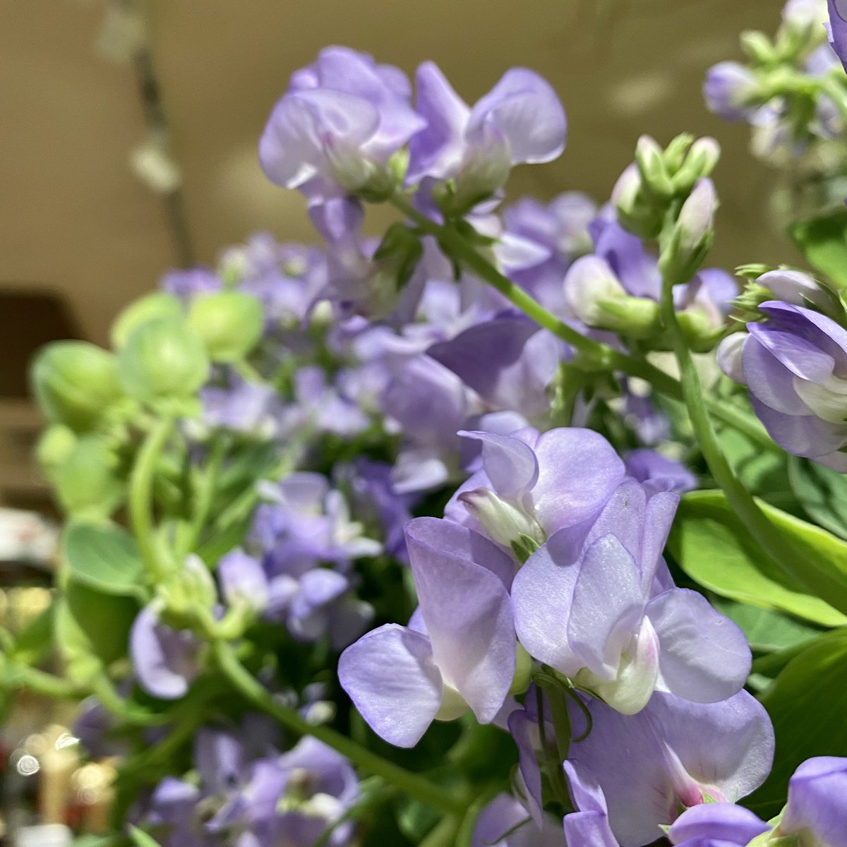 PHOENIXflower_'s tweet photo. 〜本日のPhoenixFlower〜

宿根スイートピー
 #ブルーフレグランス

多年草のスイートピー
マメ科特有の
丸みのある葉やつるが魅力✨

#ブルーフレグランス は
透明感のある淡い色が素敵🌱

#ここから贈りたいここから贈られたい 
#PHOENIX #フェニックス三番街 #季節の花 #花のある生活 #花のある空間 https://t.co/NZ0CBFGq8U