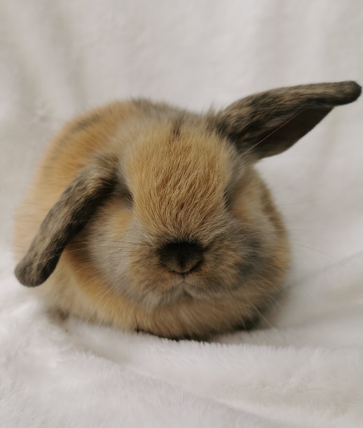 かねだい伊勢原店 総合編 犬 猫 小動物入荷速報 Sale告知など さん の人気ツイート 2 Whotwi グラフィカルtwitter分析